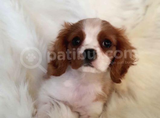Orijinal Cavalier King Charles Erkek Yavrumuz