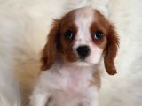 Orijinal Cavalier King Charles Erkek Yavrumuz