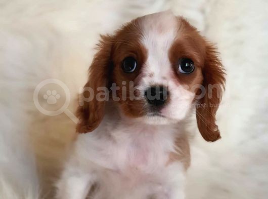 Orijinal Cavalier King Charles Erkek Yavrumuz görsel