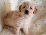 Sevimli Dişi Apricot Maltipoo Yavru