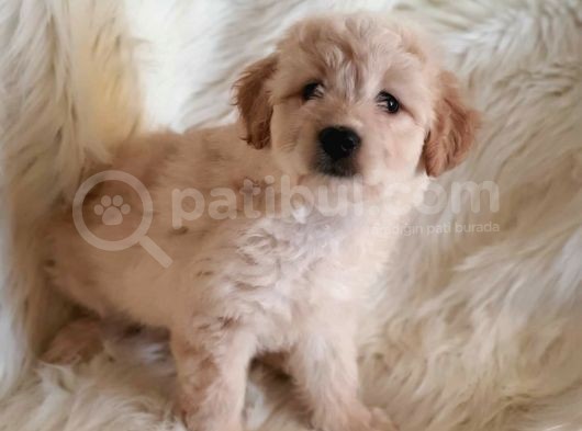 Sevimli Dişi Apricot Maltipoo Yavru görsel