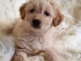 Sevimli Dişi Apricot Maltipoo Yavru