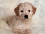 Sevimli Dişi Apricot Maltipoo Yavru