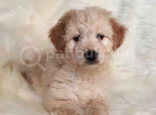Sevimli Dişi Apricot Maltipoo Yavru görsel
