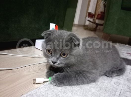 Scotti̇sh Fold Di̇şi̇