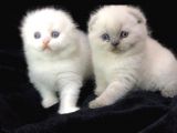 Scottish Fold Disi Ve Erkek Yavrular