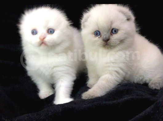 Scottish Fold Disi Ve Erkek Yavrular