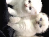 Scottish Fold Disi Ve Erkek Yavrular