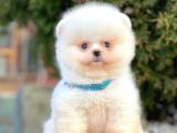 Safkan Pomeranian Boo Yavrularımız