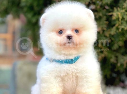 Safkan Pomeranian Boo Yavrularımız görsel