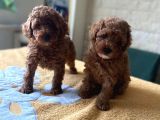 Her Renk Ve Ci̇nsi̇yet Toy Poodle Bebekler