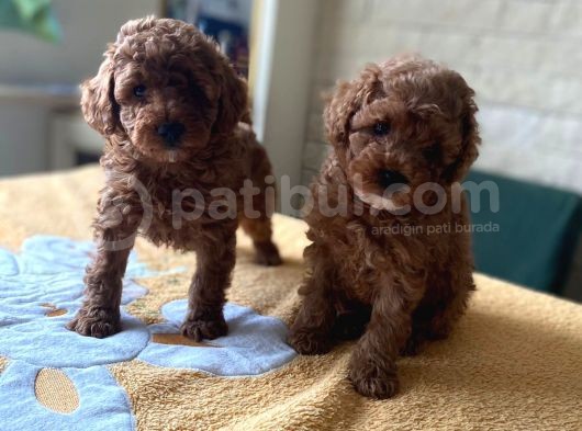 Her Renk Ve Ci̇nsi̇yet Toy Poodle Bebekler görsel