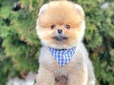 Safkan Pomeranian Boo Yavrularımız