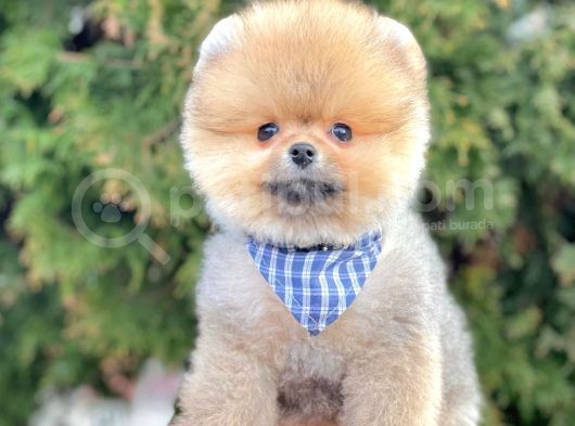 Safkan Pomeranian Boo Yavrularımız görsel