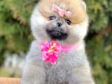 Safkan Pomeranian Boo Yavrularımız