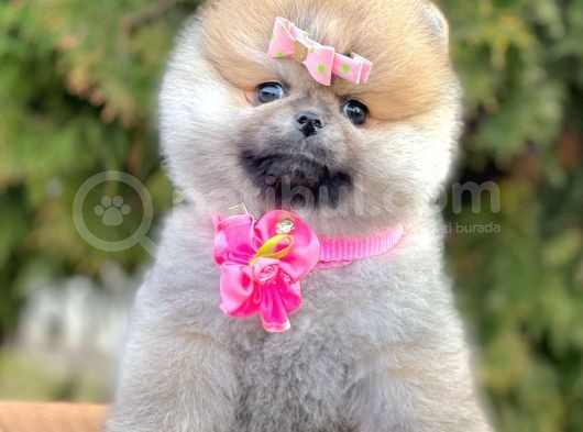 Safkan Pomeranian Boo Yavrularımız görsel
