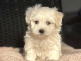 Show Kalite Maltese Terier Bebekler