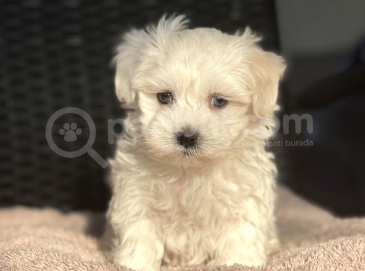 Show Kalite Maltese Terier Bebekler görsel