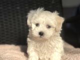 Show Kalite Maltese Terier Bebekler