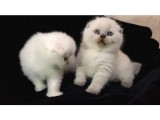 Scottish Fold Disi Ve Erkek Yavrular