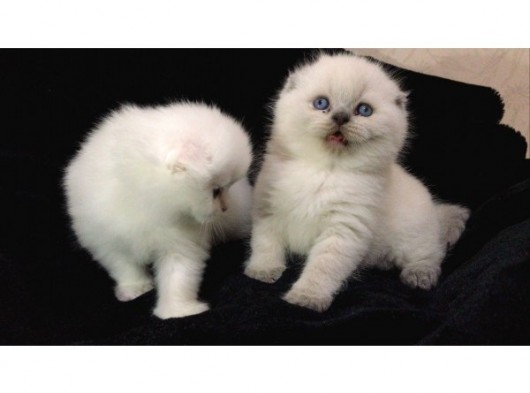 Scottish Fold Disi Ve Erkek Yavrular görsel