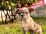 Show Kalite French Bulldog Yavrular