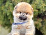 Safkan Pomeranian Boo Yavrularımız