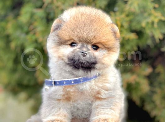 Safkan Pomeranian Boo Yavrularımız görsel