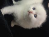 Scottish Fold Disi Ve Erkek Yavrular