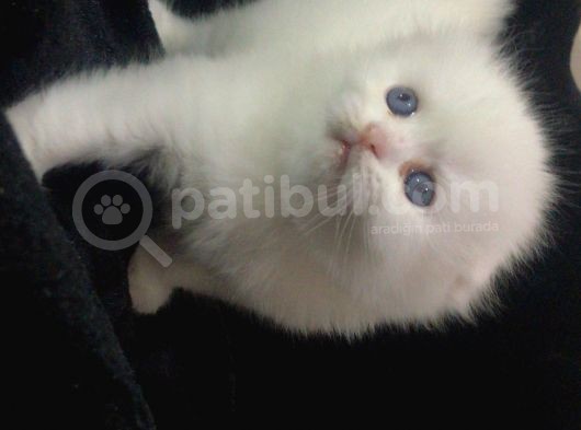 Scottish Fold Disi Ve Erkek Yavrular görsel
