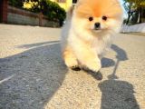Irk Ve Sağlık Garantili Pomeranian Boo Yavrularımız