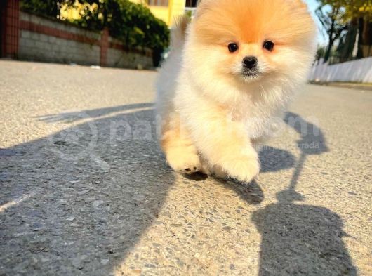 Irk Ve Sağlık Garantili Pomeranian Boo Yavrularımız görsel