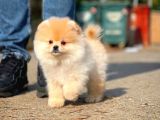 Irk Ve Sağlık Garantili Pomeranian Boo Yavrularımız