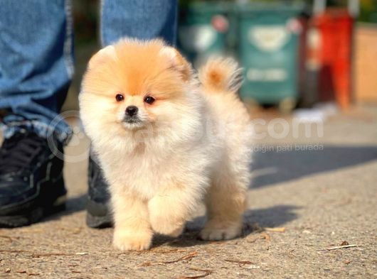 Irk Ve Sağlık Garantili Pomeranian Boo Yavrularımız görsel