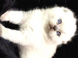 Scottish Fold Disi Ve Erkek Yavrular