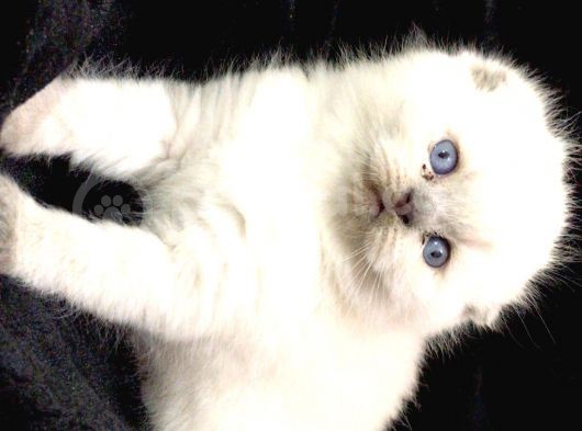 Scottish Fold Disi Ve Erkek Yavrular görsel