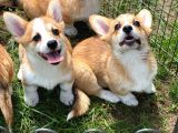 Türkiyede Tek Welsh Corgi Bebekler