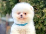 Safkan Pomeranian Boo Yavrularımız