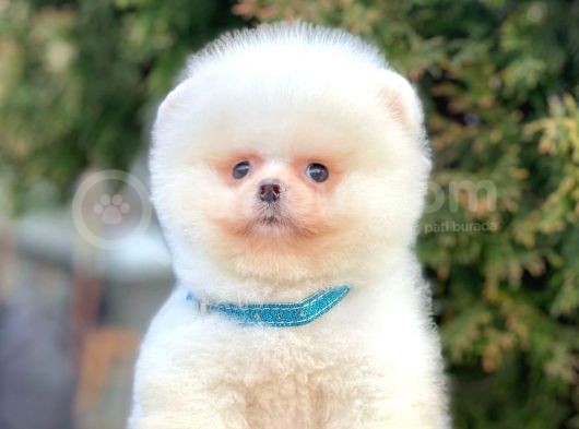 Safkan Pomeranian Boo Yavrularımız