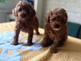 Her Renk Ve Ci̇nsi̇yet Toy Poodle Bebekler