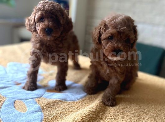 Her Renk Ve Ci̇nsi̇yet Toy Poodle Bebekler görsel