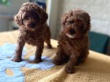 Her Renk Ve Ci̇nsi̇yet Toy Poodle Bebekler