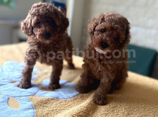 Her Renk Ve Ci̇nsi̇yet Toy Poodle Bebekler