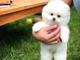 Irkının En Güzeli Gülen Surat Pomeranian Yavrularımız