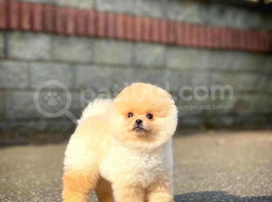 Irk Ve Sağlık Garantili Pomeranian Boo Yavrularımız görsel