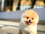 Irk ve Sağlık Garantili Pomeranian Boo Yavrularımız