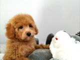Çocuklarla Uyumlu Toy Poodle Yavrularimiz