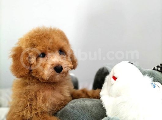Çocuklarla Uyumlu Toy Poodle Yavrularimiz görsel
