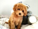 Çocuklarla uyumlu Toy Poodle Yavrularimiz