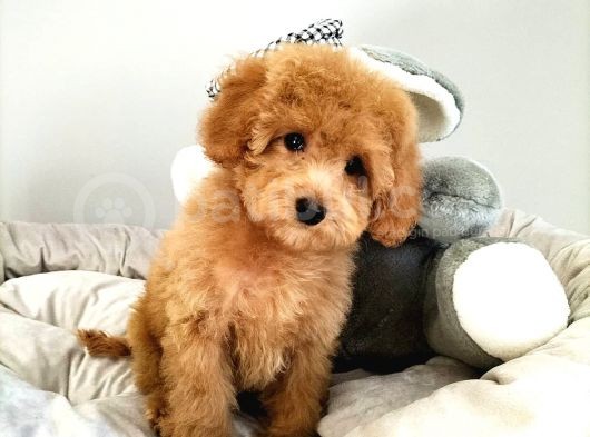 Çocuklarla Uyumlu Toy Poodle Yavrularimiz